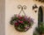 Black Vintage Wrought Iron Scrolled Wall Pocket Planter For Sale - Image 8 of 17
