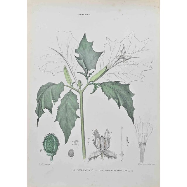 Vincenzo Tenore, Stramonium, Lithograph, 1870s For Sale