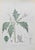 Vincenzo Tenore, Stramonium, Lithograph, 1870s For Sale