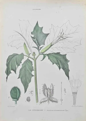 Vincenzo Tenore, Stramonium, Lithograph, 1870s