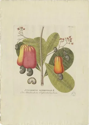 Plenck, Botany Illustration of a Cashew Tree, 1790s, Print