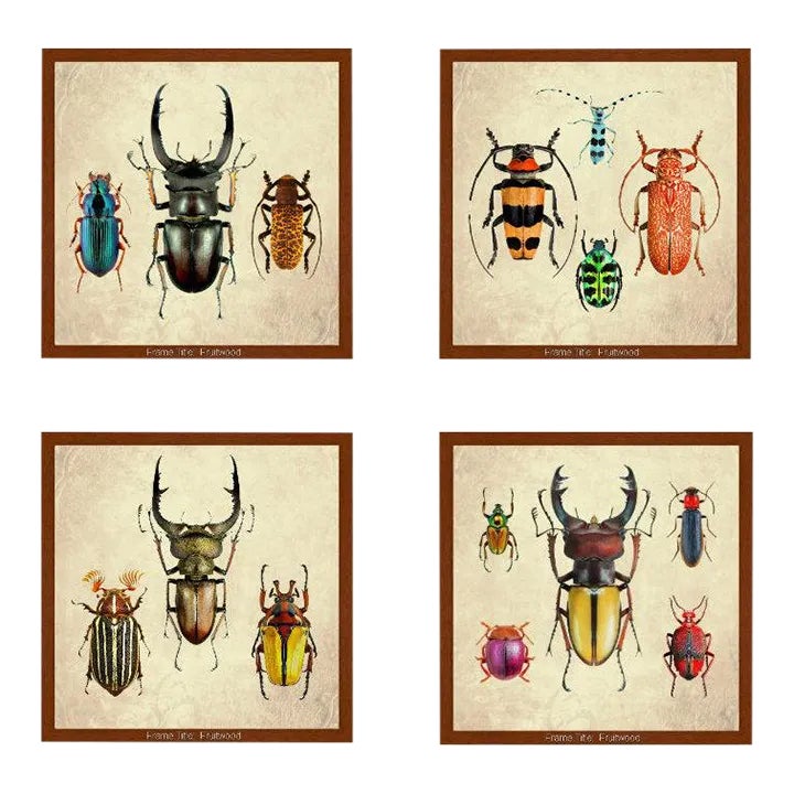 Beetles and Insects Still Life Prints - Set of 4 | Chairish