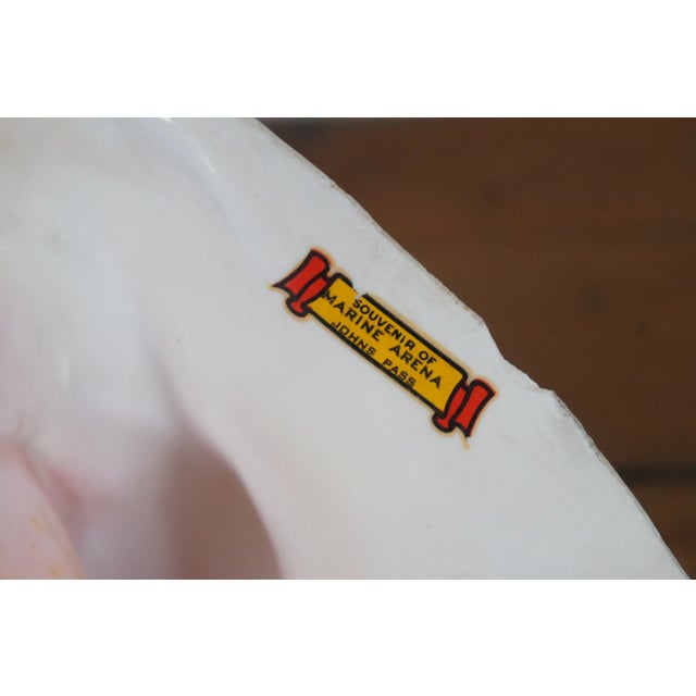 Vintage Queen Conch Shell Aliger Gigas Marine Arena Johns Pass Florida For Sale - Image 12 of 12