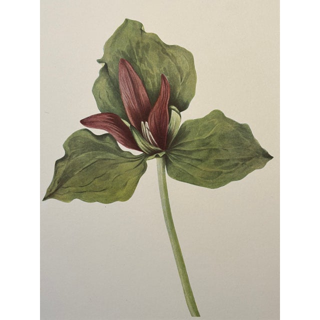 Late 19th Century Lovely 19th C. Botanical Color Print on Paper With Genus Biography - Giant Trillium - Set of 2 For Sale - Image 5 of 7