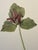 Late 19th Century Lovely 19th C. Botanical Color Print on Paper With Genus Biography - Giant Trillium - Set of 2 For Sale - Image 5 of 7