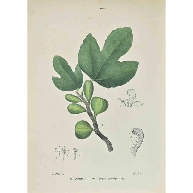 Lithograph hand watercolored. Belongs to the Series "Atlante di Botanica popolare ossia Illustrazione di Piante Notevoli...