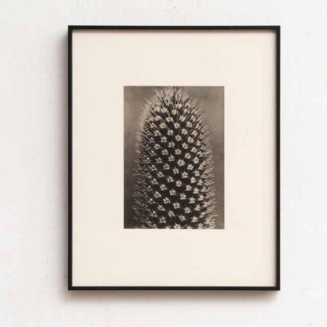 Karl Blossfeldt, Black and White Botanical Image, 1942, Photogravure, Framed For Sale - Image 14 of 16