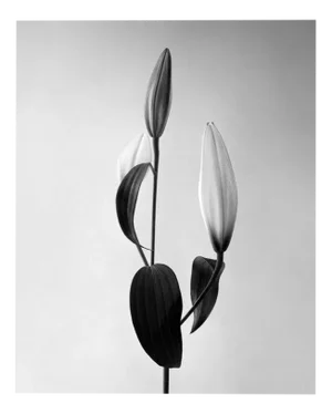 Lily - Analogue Black and White Floral Photography 2022