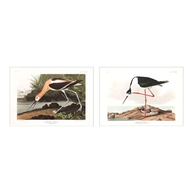 The Audubon Avocet Collection, Museum Style Shorebird Diptych, 36" X 24" For Sale