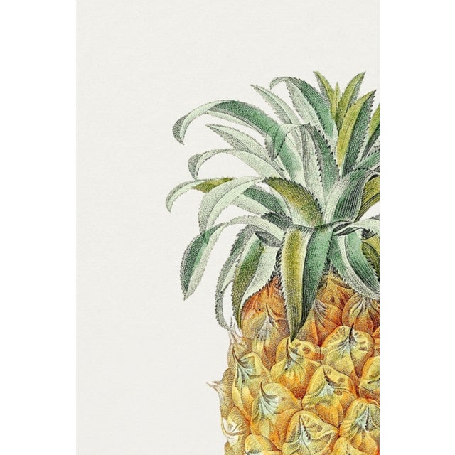 Paint Vintage Hand-Drawn Pineapple, Botanical Art Print Reproduction, 20" X 30" For Sale - Image 7 of 10