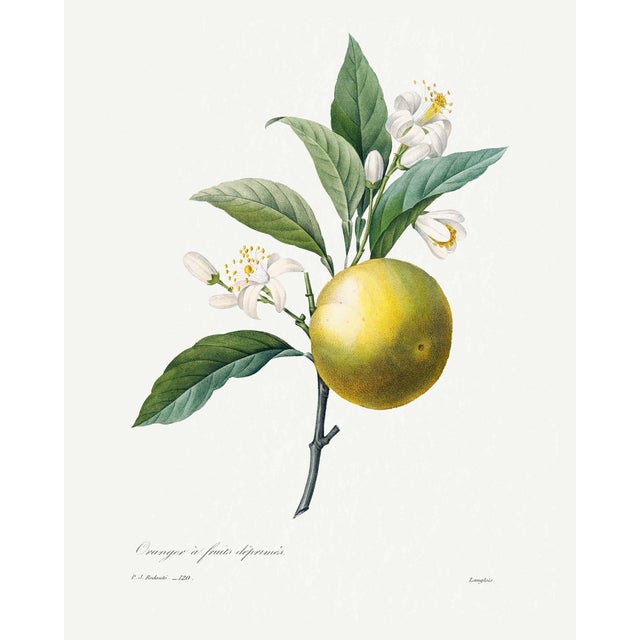 Orange by Redouté, Vintage Botanical Art Print, 16" X 20" For Sale