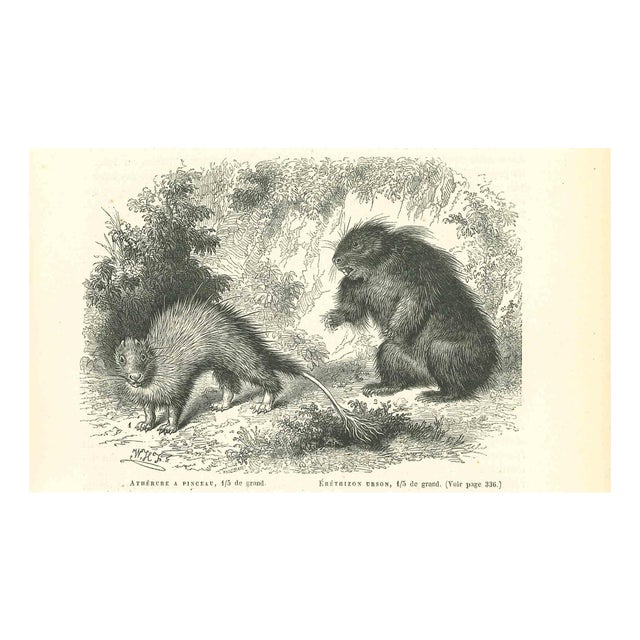 Paul Gervais, Brush-Tailed Porcupine, 1854, Lithograph For Sale