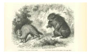 Paul Gervais, Brush-Tailed Porcupine, 1854, Lithograph