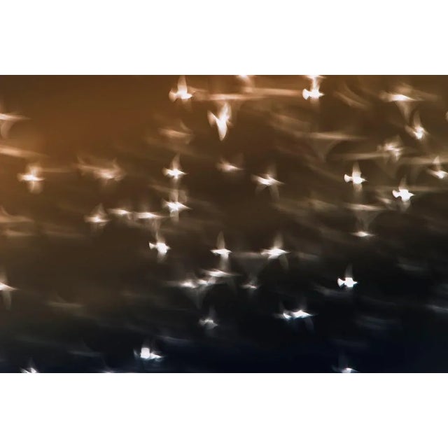 Mint Images, Starlings Flying Across Overcast Sky, Photographic Paper, in Flawless conditions. Designed from 2000 This...
