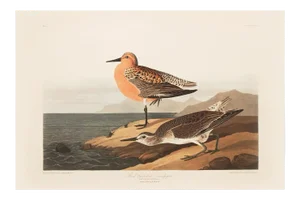 1990s Red-Breasted Sandpiper After Audubon, Large Cottage Style Print