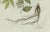 Bertuch, Licorice and Carob, 1805, Engraving For Sale - Image 9 of 12