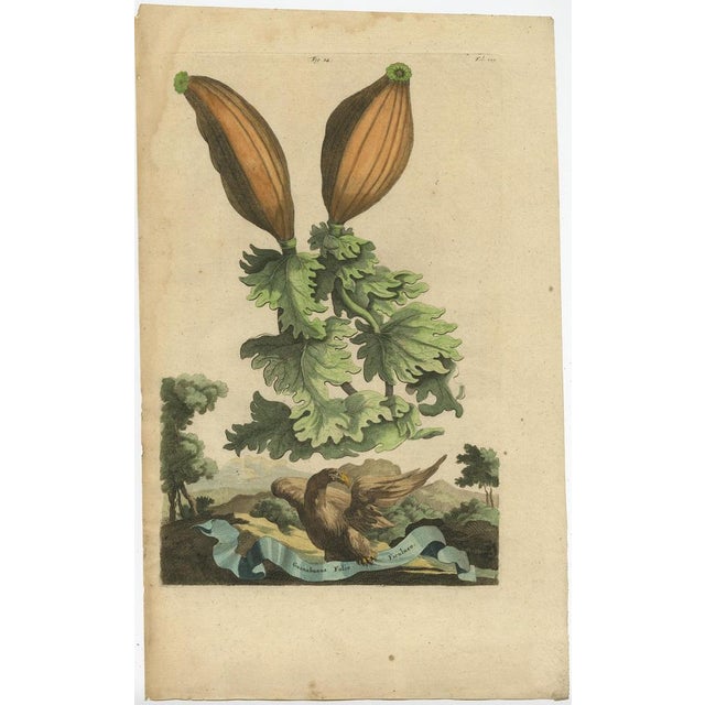 Paper Munting, Illustration of Soursop (Annona Muricata), 1696, Print For Sale - Image 7 of 8