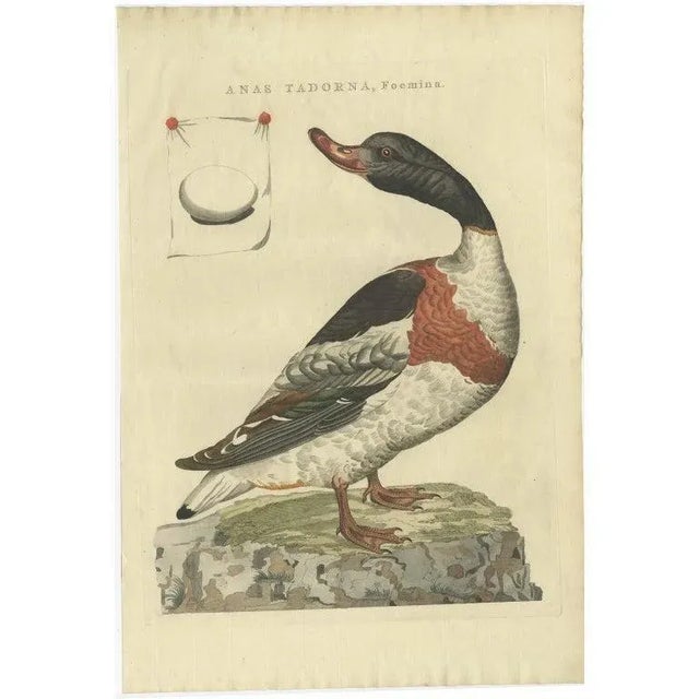 Female Common Shelduck – Antique Dutch Bird Print by Sepp & Nozeman, 1789 This beautifully hand-colored copper engraving,...