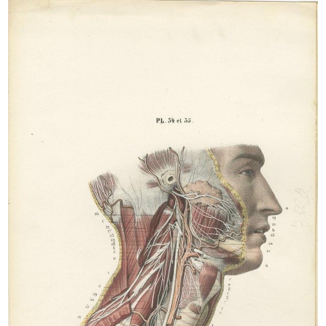 Hirschfeld and Leveille, Sympathetic Chain and Vagus in the Thorax, 1866, Paper For Sale - Image 3 of 12