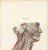 Hirschfeld and Leveille, Sympathetic Chain and Vagus in the Thorax, 1866, Paper For Sale - Image 3 of 12