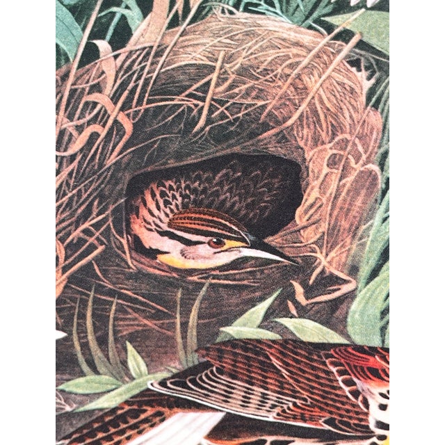 1960s 1964 Audubon Folio Lithograph Great Bird Paintings - "Meadow Lark" 17x14 For Sale - Image 5 of 8