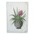 Original Botanical Floral Tropical Bromeliad Plant Painting For Sale