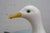 Wood Vintage Lynda C. Bryan Hand Carved Pine Wooden Wildlife Herring Gull Sculpture For Sale - Image 7 of 14