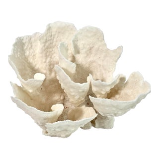 Natural Cup Coral Specimen For Sale