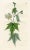 Original early 1800s hand-colored botanical print of the Smooth Virginian Wire Weed. Appeared in "Curtis's Botanical...