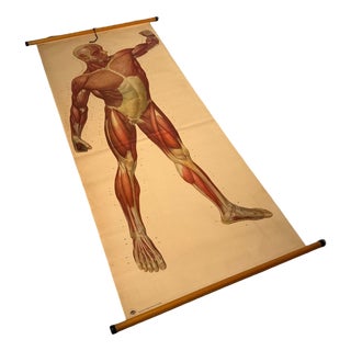 Vintage School Board Muscle of Man, Germany, 1950s For Sale