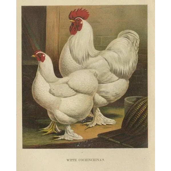 The elegant white cochinchina a rare 19th century poultry lithograph this striking 19th century chromolithograph presents...