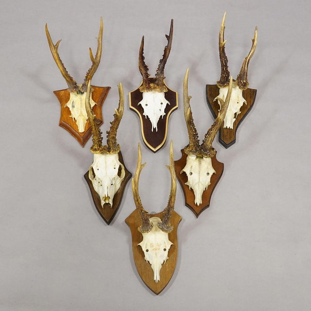 Vintage Set of Six Roe Deer Trophies on Wooden Plaques Germany ca.1950/1960s For Sale - Image 4 of 8