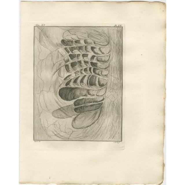 After Jacques de Sève, Camel Anatomy, 1769, Engravings, Set of 10 For Sale - Image 10 of 17