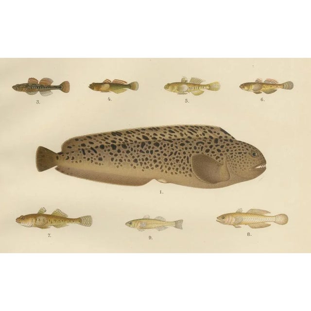 Late 19th Century Spotted Wolffish and Broadhead Wolffish and Gobies, 1895, Paper For Sale - Image 5 of 10