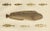 Late 19th Century Spotted Wolffish and Broadhead Wolffish and Gobies, 1895, Paper For Sale - Image 5 of 10