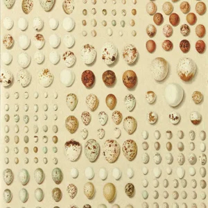 Sanderson Oology Portal Wallpaper in Silkie - a Sample