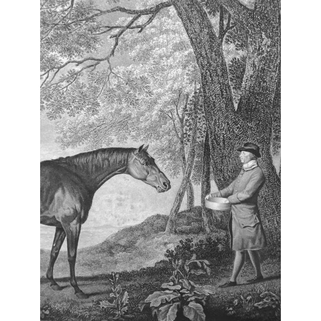 Late 18th Century "Sharke" Horse, Original Engraving After Stubbs, Unframed For Sale - Image 6 of 7