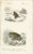 D'Orbigny, Illustrations of Frogs and Toads, 1861, Prints, Set of 3 For Sale - Image 3 of 5