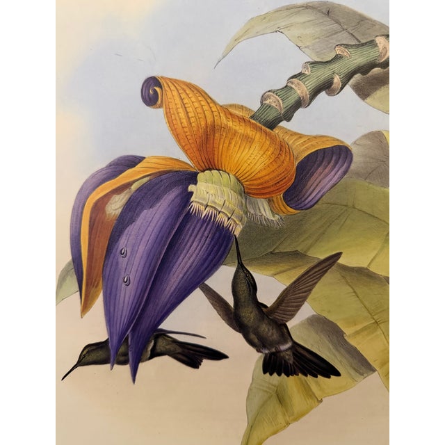 Traditional 1990s Framed Print, Sombre Hummingbird Hummingbird (Plate 54- Hill House Edition) Reproduction Print After John Gould For Sale - Image 3 of 9