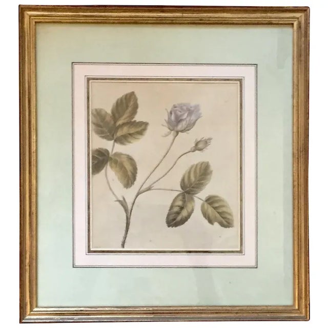 Antique 18th Century English Botanical Watercolor Painting by Lady Charlotte Murray 1785 - a Rose - Clarendon Gallery London For Sale - Image 10 of 11