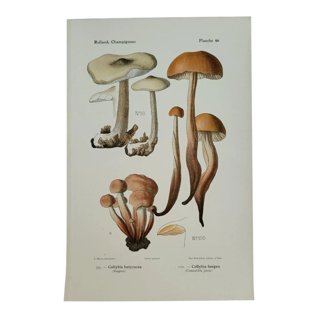 1910 Botanic Mushroom Fungi Color Lithograph, German Art Print For Sale