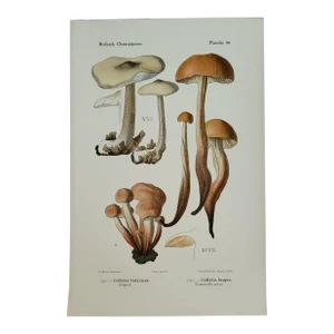 1910 Botanic Mushroom Fungi Color Lithograph, German Art Print