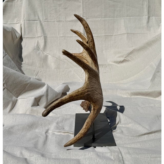 Side Mounted Moose Antler/Paddle 1 For Sale - Image 4 of 9