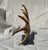 Side Mounted Moose Antler/Paddle 1 For Sale - Image 4 of 9