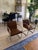 Vintage Knoll International Mies Van Der Rohe Dining Chairs — Set of 6 For Sale - Image 14 of 15