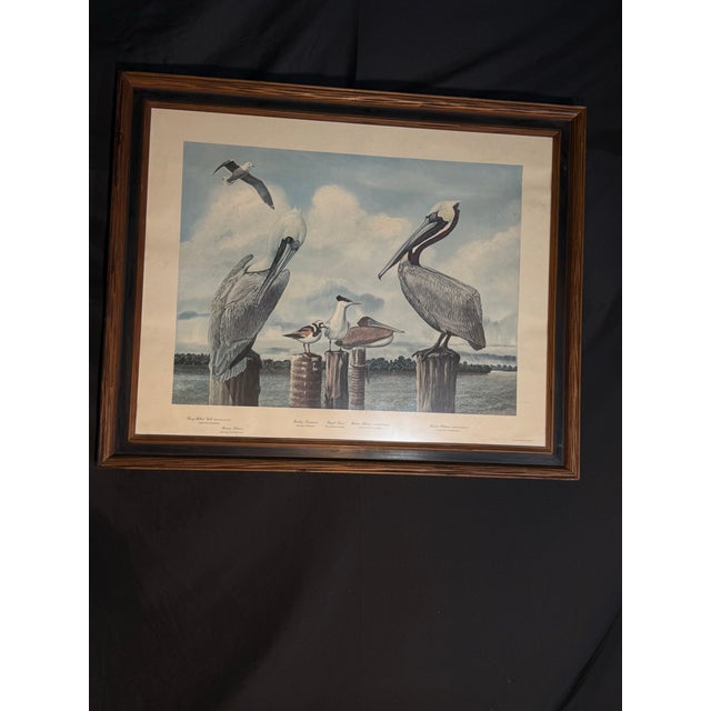 Large framed coastal wildlife art print featuring brown pelicans, a gull, and other shorebirds perched on wooden pilings....