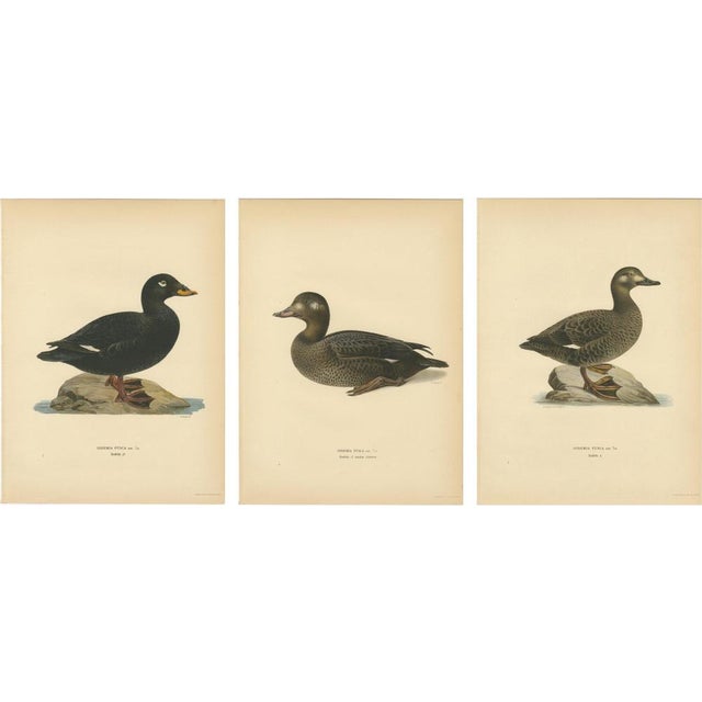 Scandinavian Bird Charts of Velvet Scoter Ducks, 1929, Prints, Set of 3 For Sale - Image 10 of 10