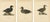 Scandinavian Bird Charts of Velvet Scoter Ducks, 1929, Prints, Set of 3 For Sale - Image 10 of 10