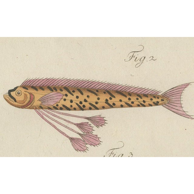Bertuch, Three Exotic Tropical Fish, c.1800, Engraving For Sale - Image 3 of 10