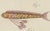 Bertuch, Three Exotic Tropical Fish, c.1800, Engraving For Sale - Image 3 of 10